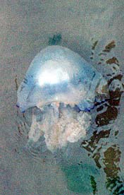 Cux15: Die Quallen kamen auch mit der Flut