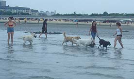 Cux28: Ohne Leinen liefen die Hundetreffen friedlich ab