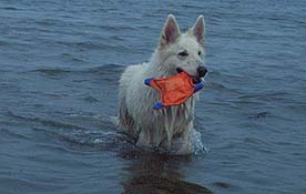 Cux29: Da lebte unsere Frisbeescheibe noch