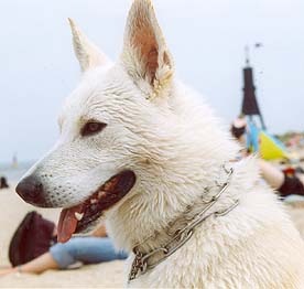 Pio