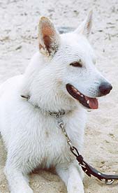 Pio
