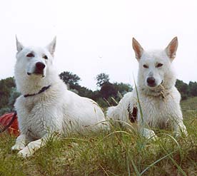 Zeus+Pio