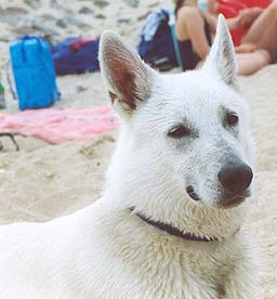 Zeus