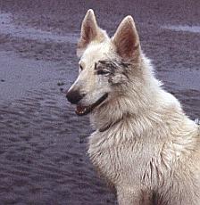 Fiala