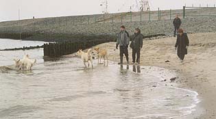 Treffen mit anderen Hunden waren heute h&auml;ufig