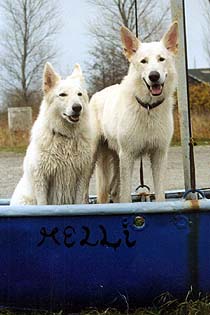Karhu und Fiala