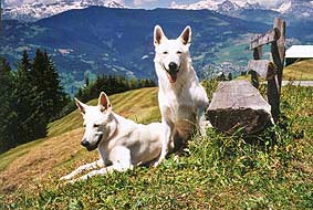 Challengers Arcan; B./F.: Gabi Frei-Dora, Schweiz
