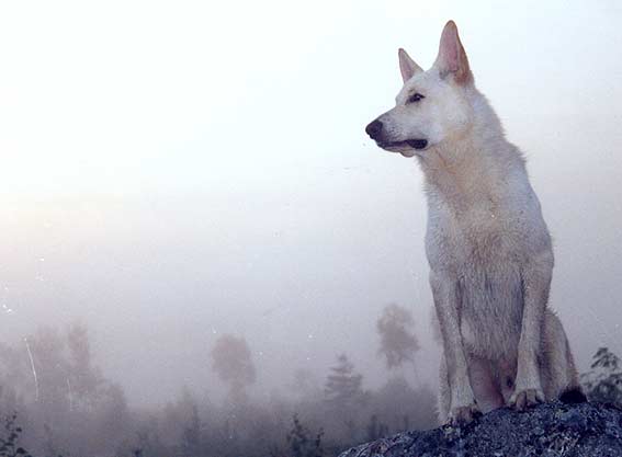Sonnenaufgang im Nebel / Schweden 2004; Foto: Gaby von D&ouml;llen