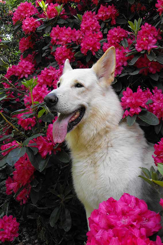 Karhu im Rhododendronpark Bremen - Foto aus Mai 09 Gaby von D&ouml;llen, Worpswede