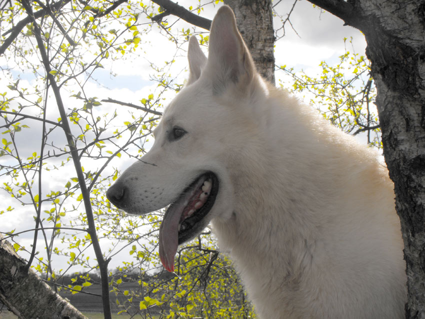 Endlich Fr�hling! Foto: Gaby von D&ouml;llen, Worpswede