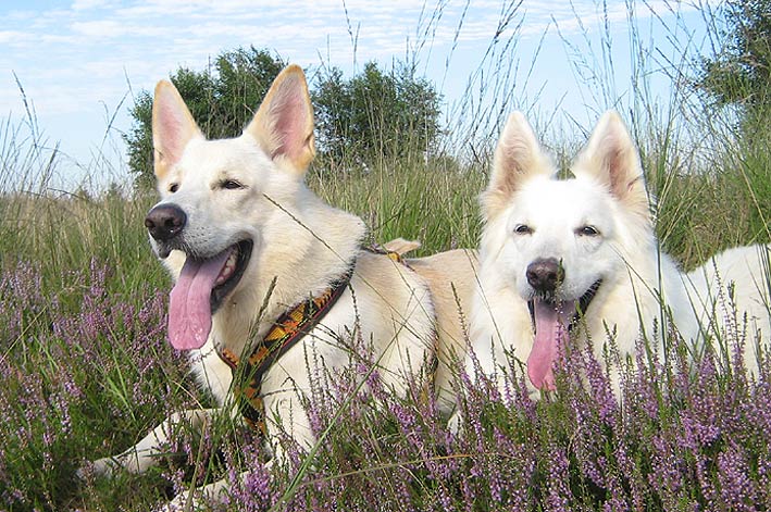 Karhu und Fiala in Worpswede ; Foto: Gaby von D&ouml;llen