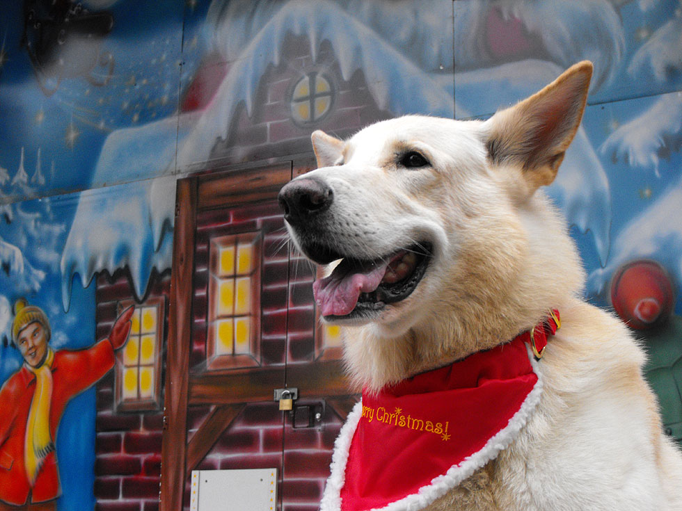 Karhu auf dem Bremer Weihnachtsmarkt Foto: Gaby von D&ouml;llen, Worpswede