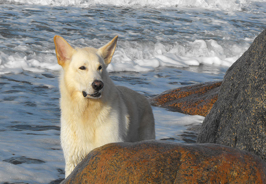 Snuffs-White; Foto: Gaby von D&ouml;llen, Worpswede