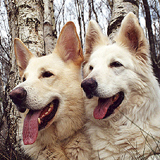 Zur Zucht geh&ouml;rt weit mehr als R&uuml;de und H&uuml;ndin