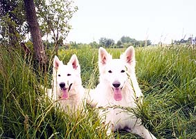 Balou from the White Kings; B./F.: Silke Ulrich, Egeln