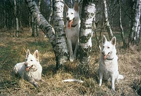 Farina vom M&auml;rkischen Oderland, Nanuk und Snuffs-White B: Renate Hippe B+F.: Gaby von D&ouml;llen, Worpswede